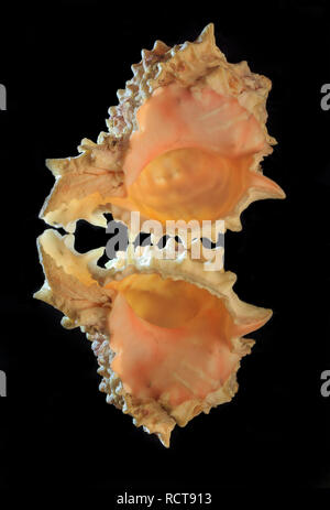 Spiny seashell on black background with reflection and backlighting Stock Photo