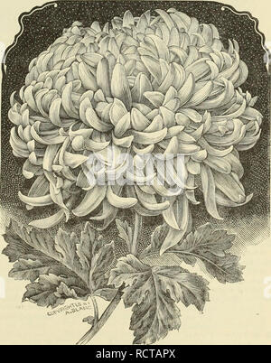 . Descriptive supplemental catalogue of new, rare and beautiful plants. Nurseries (Horticulture) New York (State) Catalogs; Plants, Ornamental Catalogs; Flowers Catalogs. New, Rare and Beautiful 37 Siebrecht &amp; Wadley's Exhibition Set of ^eu Chrysanthemums for 1891. single Plants, $x; tlie Entire Extiibiton Set of Xwelve for $10. The finest of the prize wiuuers at the leadiiifj shows are in this set. Four of them were held over from 18S9, and are even better than last s(!ason, taking honors where shown this year. THE CREAM OF ALL. THE NEW CHRYSANTHEMUMS. AUGUST SWANSOIT. Our eng-ravin&quot;