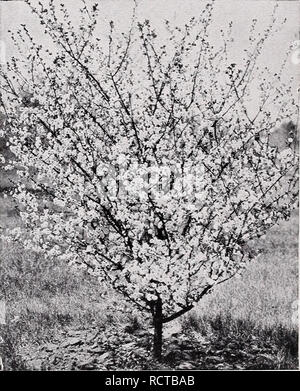 . Descriptive price list. Nurseries Horticulture Catalogs; Evergreens Catalogs; Fruit trees Catalogs; Shrubs Catalogs; Climbing plants Catalogs. Japanese Flowering Cherry. Prunus - The Plums PRUNUS Newport. A new purple-leaved Plum of greater refinement and slower growth, the leaves smoother and more richly colored, strongly reddened in spring, deep bronze- purple in late summer. Flowers rosy white, ornamental fruits magenta-red. Each 3 to 4 ft $0.75 4 to 5 ft 1.00 5 to 6 ft 1.50 P. Pissardi (Purple-Leaved Plum). A hand- some, symmetrical small tree of formal ap- pearance, holding the deep, st Stock Photo