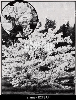 . Descriptive price list. Nurseries Horticulture Catalogs; Evergreens Catalogs; Fruit trees Catalogs; Shrubs Catalogs; Climbing plants Catalogs. C. M. HOBBS 8C SONS, INC., BRIDGEPORT, INDIANA. Japanese Flowering Cherry. Prunus - The Plums PRUNUS Newport. A new purple-leaved Plum of greater refinement and slower growth, the leaves smoother and more richly colored, strongly reddened in spring, deep bronze- purple in late summer. Flowers rosy white, ornamental fruits magenta-red. Each 3 to 4 ft $0.75 4 to 5 ft 1.00 5 to 6 ft 1.50 P. Pissardi (Purple-Leaved Plum). A hand- some, symmetrical small t Stock Photo