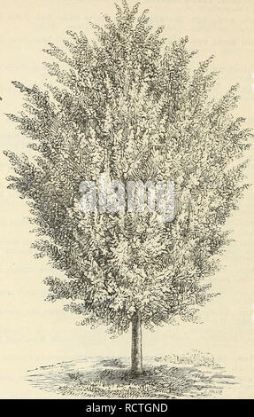 . Descriptive catalogue of hardy ornamental trees, shrubs, herbaceous perennial plants, etc. : twenty-fourth edition. Ornamental trees Catalogs; Shrubs Catalogs; Roses Catalogs; Flowers Catalogs. 34 ELL WANGER &amp; BARRY'S CATALOGUE.. White-leaved Linden. SALIX. Willow. Weide, Ger. Sable, Ft. S. Babylonica. Babylonian ob &quot;Weeping Willow. A native of Asia. Our common and well-known Weeping Willow. var. Salamonii From France. More vigorous and upright than the species, while it retains its weeping habit. lrS. caprea var. pendula. Kilmabnock Weeping Willow. A variety of the Goat Willow or c Stock Photo