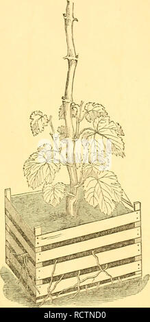. Descriptive catalogue of Iona vines with wholesale and retail price-lists for 1864, describing and exhibiting the relative importance of all our valuable native vines. Viticulture United States; Grape industry United States; Climbing plants Catalogs. THE QUALITY OF PLANTS AS AFFECTED BY AGE, ETC. 13 In Plates Nos. 5 to 9 may be seen five different grades of plants. A Delaware or Diana vine like that represented at No. 9, will, when four years old, if indulged in its productive disposition, produce from eight lo sixteen pounds of excellent grapes. At the same time No. 5 might be expected to p Stock Photo