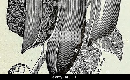 . Descriptive catalogue of vegetable, flower, and farm seeds. Nurseries (Horticulture); Nursery stock; Seeds; Bulbs (Plants); Gardening; Equipment and supplies; Bedding plants; Weeber &amp; Don. AMERICAN CHAMPION PEAS SUGAR OR EDIBLE-PODDED PEAS Dwarf. Used same as Snap Beans Pt. 20c, qt. 35c. Tall. Pt, 20c, qt. 35c. PUMPKIN German, Kurbis. French, Potiron. Spanish, Caldbaza. One ounce will plant 50 hills. The common practice is to drop two or three seeds in every second or third hill in the corn field, but if cultivated on a large scale the seed may be sown in hills, eight feet apart each way Stock Photo