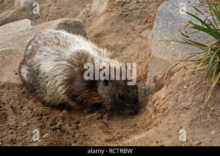 WA15768-00...WASHINGTON - A hoary marmot relaxing on the loose soil of the Golden Gate Trail in the Paradise area of Mount Rainier National Park. Stock Photo