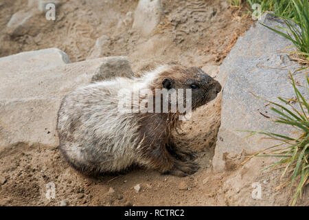 WA15768-00...WASHINGTON - A hoary marmot relaxing on the loose soil of the Golden Gate Trail in the Paradise area of Mount Rainier National Park. Stock Photo