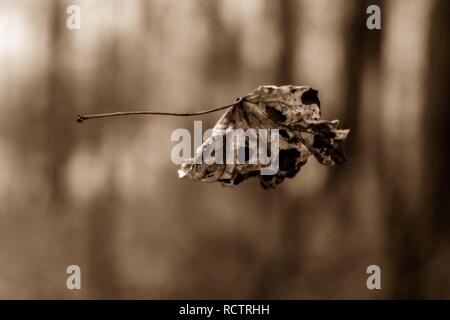 Sepia filter of a single dried tulip poplar leaf suspended by a strand of spiderweb in the forest. Stock Photo