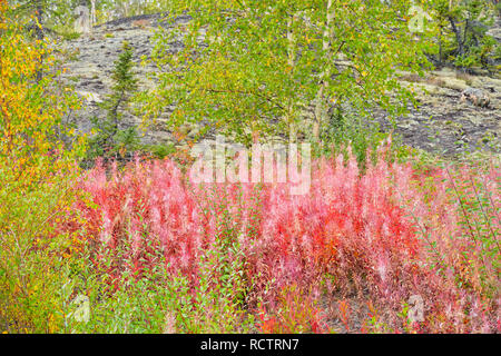 Autumn fireweed and aspen trees, Yellowknife, Northwest Territories, Canada Stock Photo