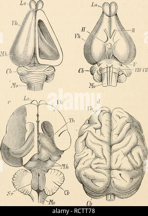 . Elementary text-book of zoology. Zoology. 282 MAMMALIA. The nervous system (fig. 671) is characterised by the size and high development of the brain, the hemispheres of which are so large that they not only fill the anterior part of the cranial cavity, but even Lo -II. FIG. 671.—Brains of Mammalia, u, Brain of rabbit, from above ; the roof of tlie right hemi- sphere is removed so as to expose the lateral ventricle. I, The same from below, c, Brain of cat; on the right side the lateral and posterior part of the hemisphere is removed, and almost as much on the left side, and the greater part o Stock Photo