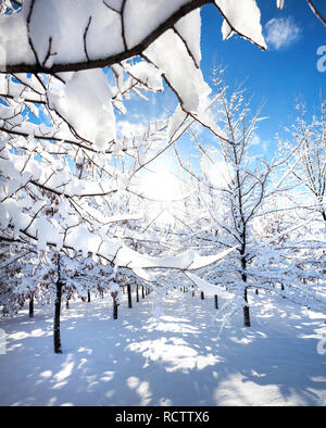 Winter mountain scenery of snowy trees in the park Stock Photo