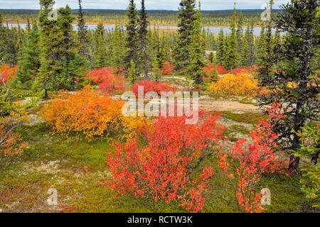 Autumn foliage (dwarf birch) in a spruce woodland, Arctic Haven Lodge, Ennadai Lake, Nunavut, Canada Stock Photo