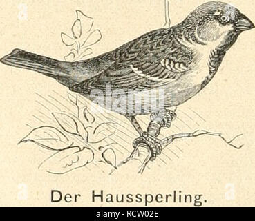 . Der Ornithologische Beobachter. Birds; Birds. 122 5. Pica caiidata (Boie), Elster. 6. Garnibis glandarms (L.), EichelliÃ¤lier. 7. Sitta caesia (Mey. W.), Spoclitmeise (Nestbau). 8. Certhia familiaris (Scop.), BaumlÃ¤ufer. 9. Troglodytes panmbis (L.), ZaunkÃ¶nig. 10. Par'its jiiajor (L.), Kohlmeise. 11. Regti/iis cristatiis (Koch.), GelbkÃ¶pfiges GoldhÃ¤hnchen (Nestbau). 12. Pliyllopiieuste trocliilus (L.), Fitislaubvogel. 13. Pliyllopiieuste riifa (Lath.), Weidenlaubvogel. 14. Sylvia cinerea (Lath.), DorngrasmÃ¼cke (Nestbau). 15. Sylvia atricapilla (L.), SchwarzkÃ¶pfige GrasmÃ¼cke. 16. Mernl Stock Photo