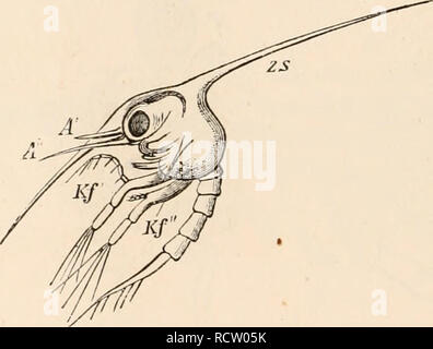 . Elementary text-book of zoology, tr. and ed. by Adam Sedgwick, with the assistance of F. G. Heathcote. 466 CRUSTACEA. filaments and hairs on the surface of the anterior antennae have the value of olfactory organs; the antennae function as tactile organs, as do also the palps of the jaws, the maxillipeds and the legs. The generative organs are paired and lie in the thorax or in the abdomen (Stomatojtodci), and, as a rule, are connected across the middle line by a median portion. The female organs consist of two ovaries and two oviducts, which open on the basal joint of the antepen- ultimate p Stock Photo