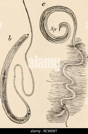 . Elementary text-book of zoology. Zoology. NEMATODA. 349 stage the ...