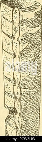 . Elemente der palaeontologie. (Palaeozoologie.). Paleontology. . Please note that these images are extracted from scanned page images that may have been digitally enhanced for readability - coloration and appearance of these illustrations may not perfectly resemble the original work.. Hoernes, Rudolf, 1850-1912. Leipzig Stock Photo