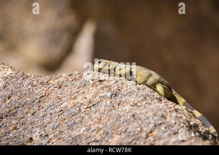 Young Common Chuckwalla (Sauromalus ater) lounging on a rock, Joshua Tree National Park, California Stock Photo