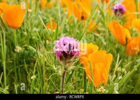 Owl's clover (Castilleja exserta) blooming among California Poppies Stock Photo