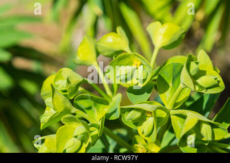 Euphorbia characias 'Wulfenii' flowering ornamental, California Stock Photo