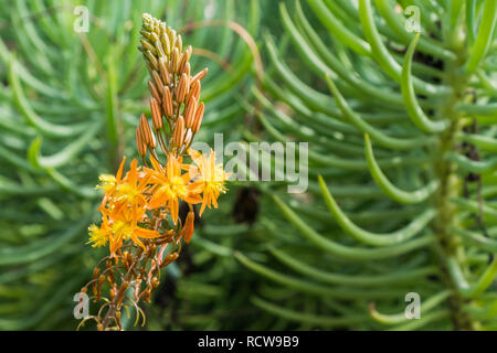 Stalked Bulbine, Orange Bulbine (Bulbine frutescens, Bulbine caulescens, Anthericum frutescens), inflorescence, California Stock Photo