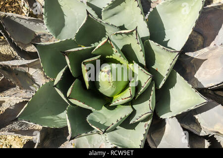 Aerial view of agave plant, California Stock Photo