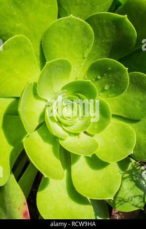 Close up of succulent Aeonium arboretum rosette, California Stock Photo