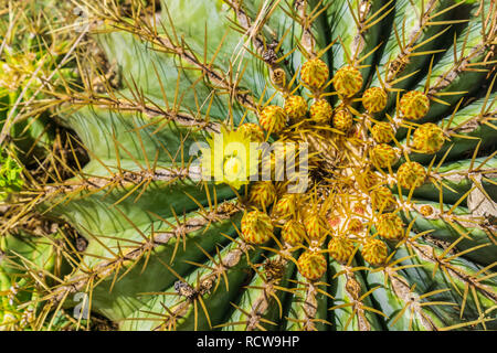 View from above of a Barrel cactus with yellow flowers, California Stock Photo