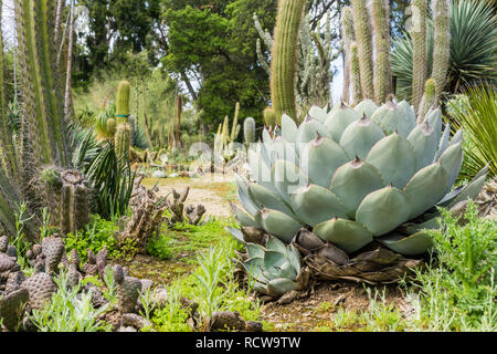 Agave plant in cactus garden, California Stock Photo