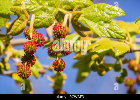 New western sycamore leaves and red fruits on a blue sky background, California Stock Photo
