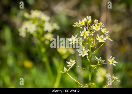 Star Lily (Toxicoscordion fremontii), known also as Frémont's deathcamas or star zigadene, found in California, southern Oregon, and northern Baja Cal Stock Photo