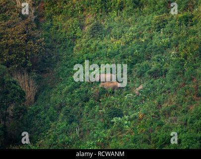 Morning landscape in Gavi ecotourism forest with wide variety of birds, monkeys and a herd of elephants in its natural habitat Stock Photo