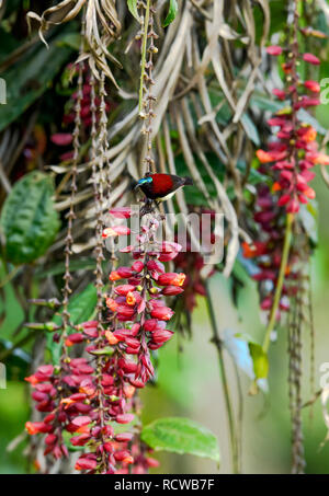 Purple sunbird / Scarlet-backed sunbird from Southeast Asian gardens and woodlands collecting nectar from a ladies shoe flower Thunbergia mysorensis. Stock Photo