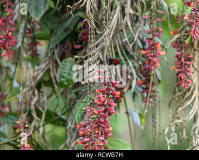 Purple sunbird / Scarlet-backed sunbird from Southeast Asian gardens and woodlands collecting nectar from a ladies shoe flower Thunbergia mysorensis. Stock Photo