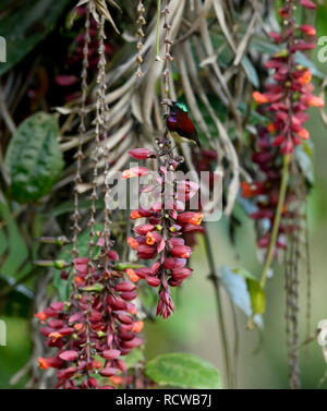 Purple sunbird / Scarlet-backed sunbird from Southeast Asian gardens and woodlands collecting nectar from a ladies shoe flower Thunbergia mysorensis. Stock Photo