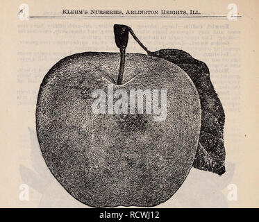 . Descriptive catalogue of the best and proved varieties of apples .... Nurseries (Horticulture) Illinois Arlington Heights Catalogs; Fruit trees Seedlings Catalogs; Fruit Seeds Catalogs; Flowers Catalogs. WILLOW TWIG. Doiiiiuie.—A large, iine, striped apple, a vigorous grower, and a profuse bearer, succeeds well in nearly all the Western States, attains a great size ; December to April. Golden Russet.—Fruit large, roundish, conic, shaded dull red in the sun, with light russet on most of ihe surface, flesh golden yellow, solid, crisp, tender, Avith a fine, rich sub-acid flavor; tree vigorous a Stock Photo