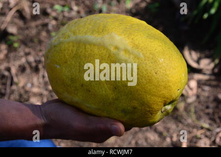 photo of very fresh strange fruits name 'Yemenite citron' such as Buddha's hand, can be found in India and China Stock Photo