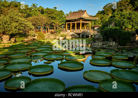 Floating giant water lilies in the asian garden Stock Photo