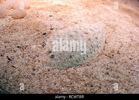 European flounder (Platichthys flesus), Black Sea, Crimea, Ukraine, Eastern Europe Stock Photo