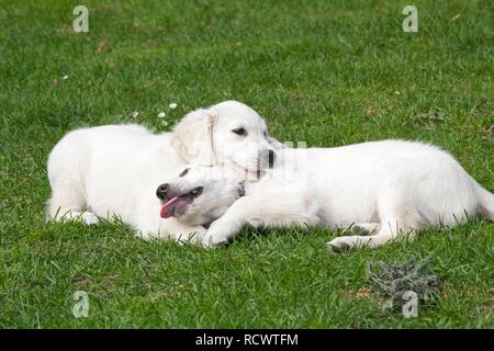 Two Golden Retriever puppies Stock Photo