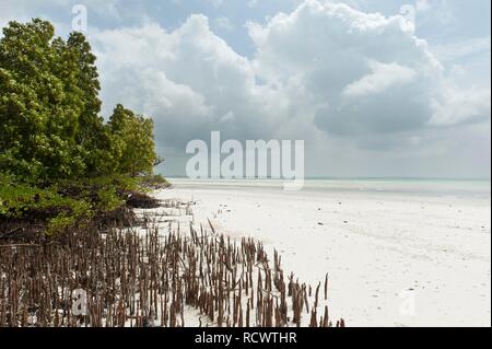 Mangrove, forest, tree (Rhizophora), stilt roots, Michanwi Bay Beach, Jozani-Chwaka-Bay National Park, Zanzibar, Tanzania Stock Photo