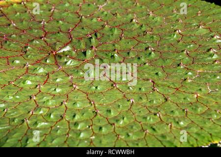 Fox Nut, Makhana or Gorgon Plant (Euryale ferox Salisb), lily pond, public Botanical Garden of the Ruhr-University Bochum Stock Photo