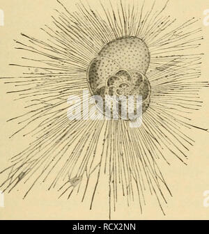 . Elementary zoology. Zoology. BRANCH PROTOZOA: THE ONE-CELLED ANIMALS ...