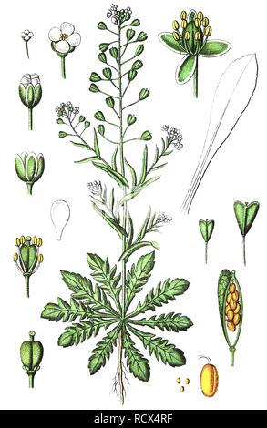 Shepherd's-purse (Capsella bursa-pastoris), medicinal and useful plants, chromolithography, 1880 Stock Photo