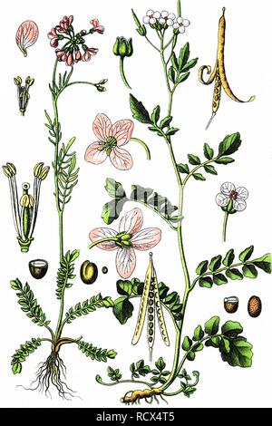 Cuckoo Flower, Ladies Smock, Lady's Smock, Meadow Cress (Cardamine pratensis), left, and Large Bittercress (Cardamine amara) Stock Photo