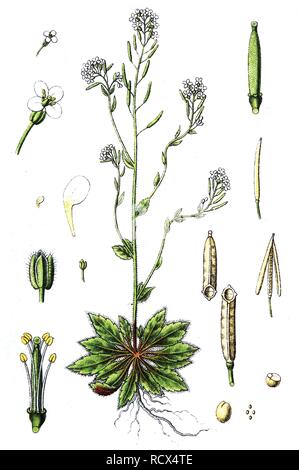 Thale cress, Mouse-ear cress or Arabidopsis (Arabidopsis thaliana), medicinal and useful plants, chromolithography, 1880 Stock Photo