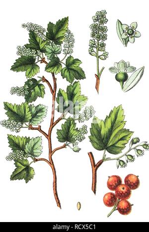 Alpine or Mountain Currant (Ribes alpinum), medicinal and useful plant, chromolithograph, 1881, historical illustration Stock Photo