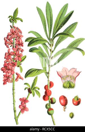 Mezereon (Daphne mezereum), medicinal and useful plant, chromolithograph, 1881, historical illustration Stock Photo