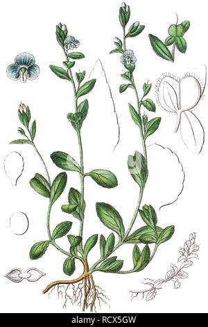 Thymeleaf or Thyme-leaved speedwell (Veronica serpyllifolia), chromolithography, 1888 Stock Photo