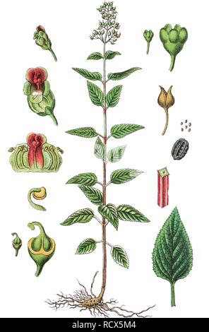 Figwort, Woodland figwort, or Common figwort (Scrophularia nodosa), medicinal plant, useful plant, chromolithography, 1888 Stock Photo