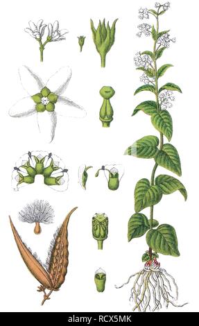 Swallow wort (Vincetoxicum hirundinaria), medicinal plant, useful plant, chromolithography, 1888 Stock Photo