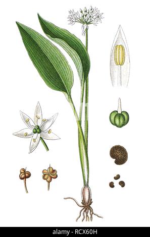 Ramsons, buckrams, wild garlic, broad-leaved garlic, wood garlic, bear leek, or bear's garlic (Allium ursinum), medicinal plant Stock Photo