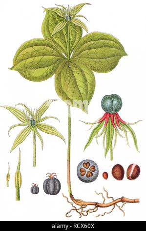 Herb Paris, True-lover's Knot (Paris quadrifolia), medicinal plant, useful plant, chromolithograph, 1876 Stock Photo
